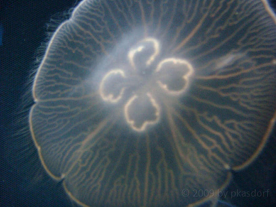 Baltimore [2009 July 02] 182.JPG - Scenes from Baltimore's Inner Harbor.